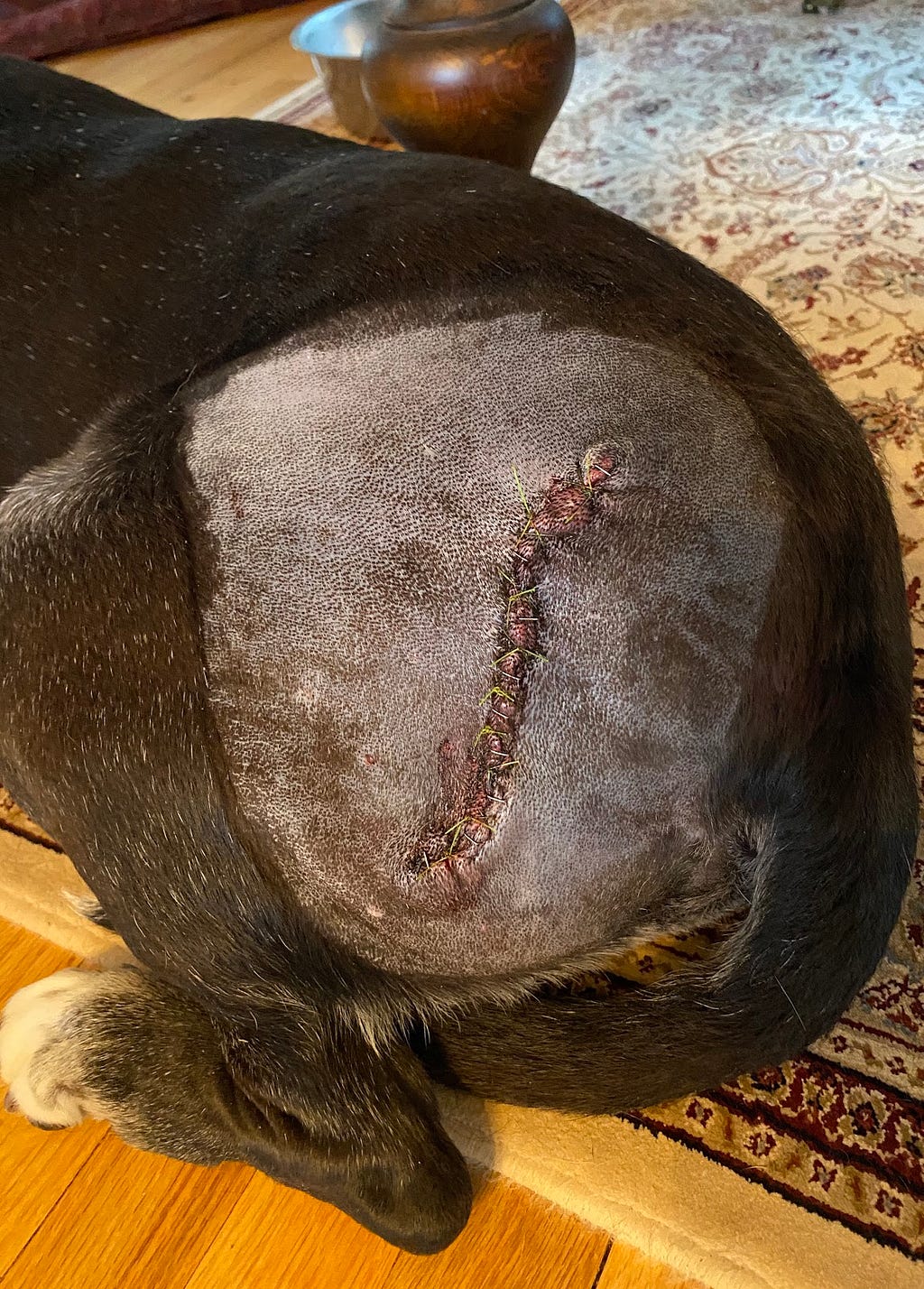 A dog’s left flank post surgery with sutures and staples.