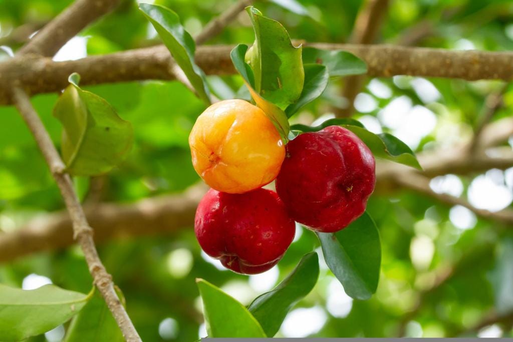 acerola cherries on a tree