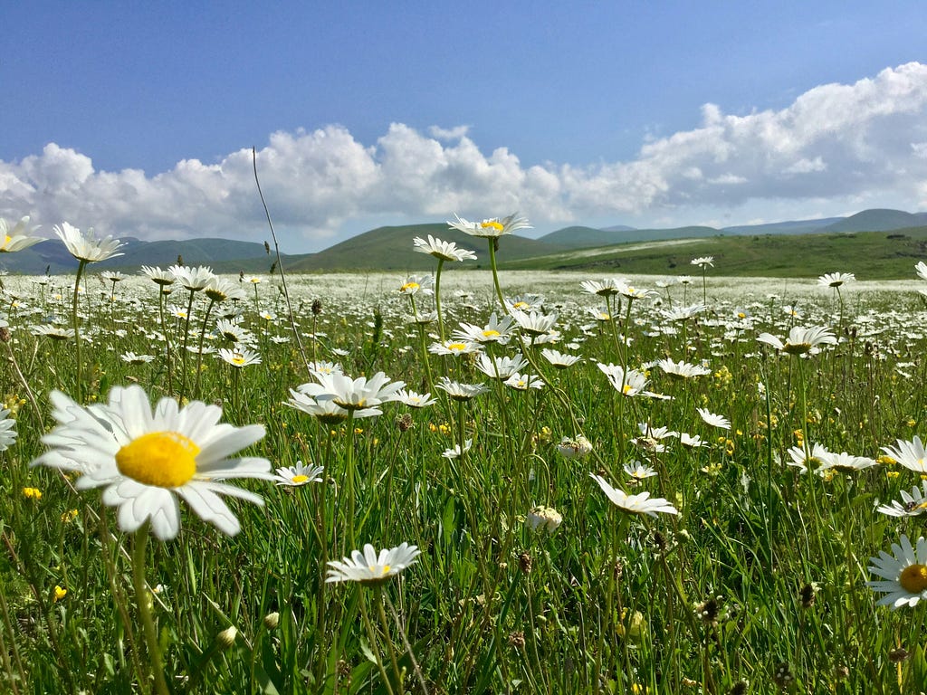 A meadow of daisies in the sun