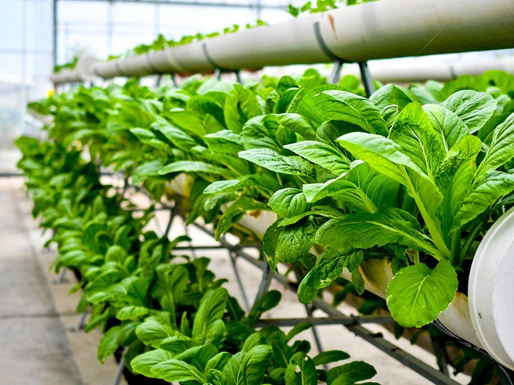 vertical farming plants