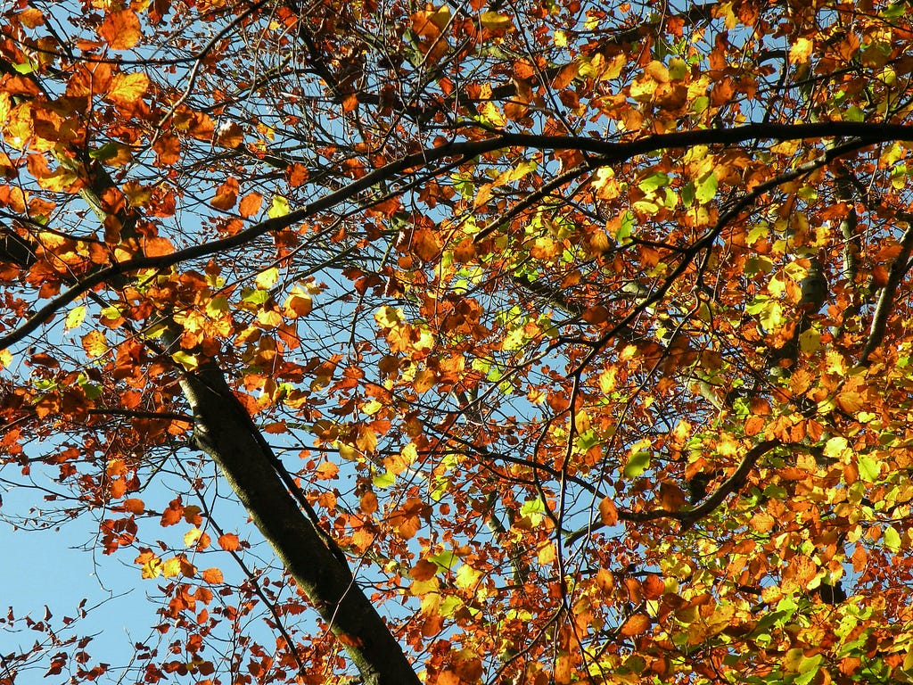 Red, orange, and yellow leaves of the tulip poplar
