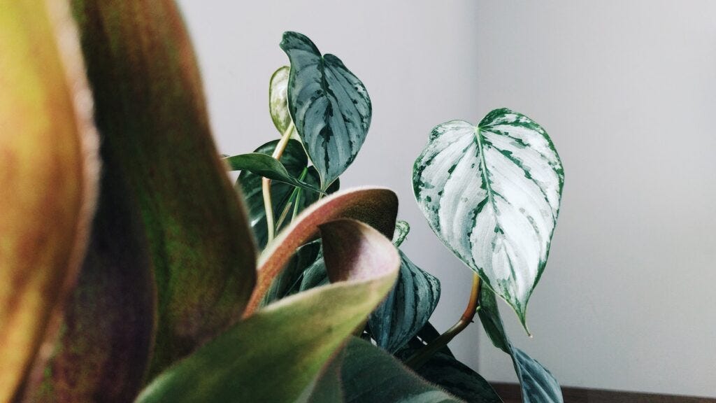 Variegated Heart leaf philodendron