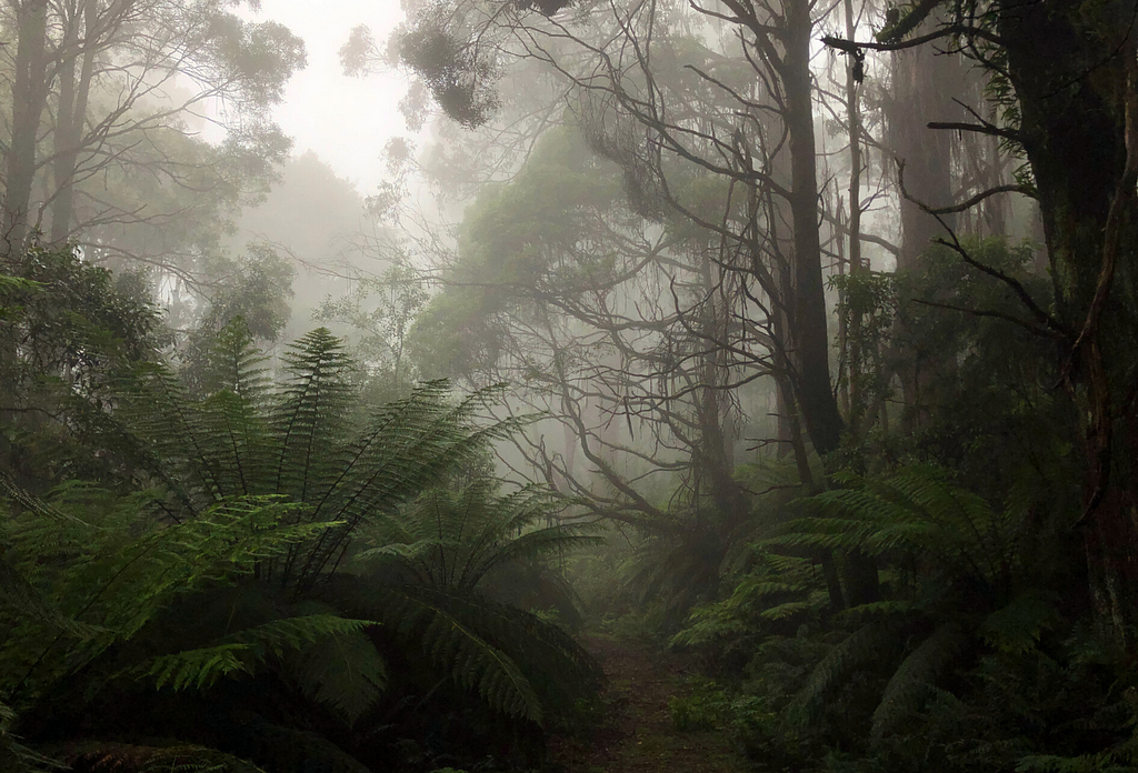 Tarra-Bulga National Park Trails on Capra