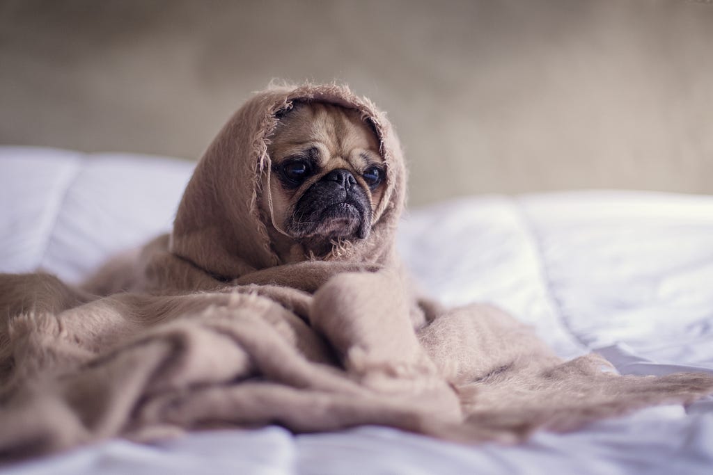 Pug sits on white sheets wrapped up in brown blanket