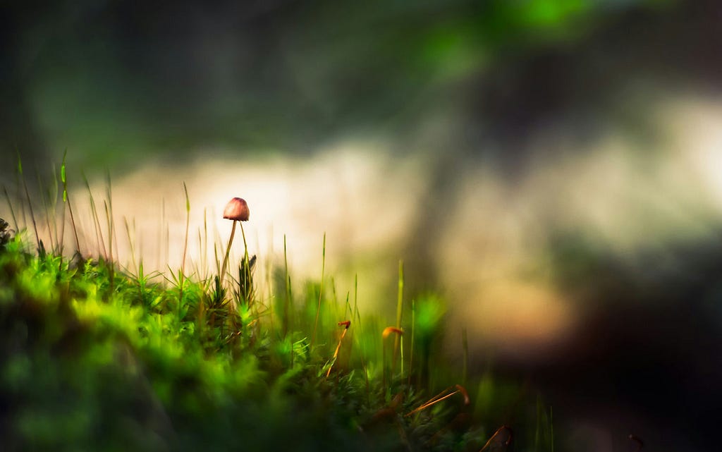 Small mushrooms growing in green grass with a blurred background