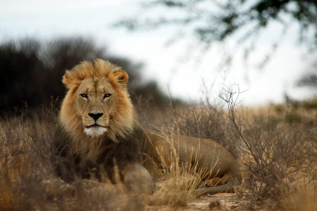 african lion