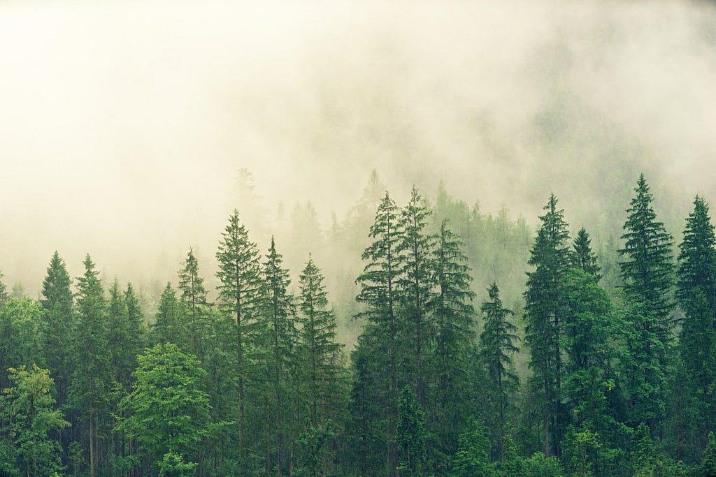 forest of green pine trees surrounded by fog