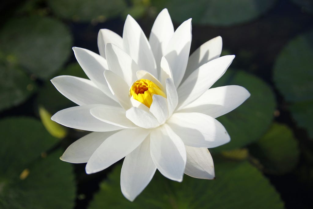 Photo of a flower similar to a lotus, with white petals and a yellow center. In the background, you can see blurry rounded dark green leaves on water.