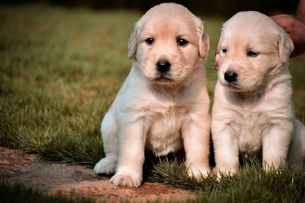 Best Website to Sell Your Puppies: Top Platforms for Pet Lovers