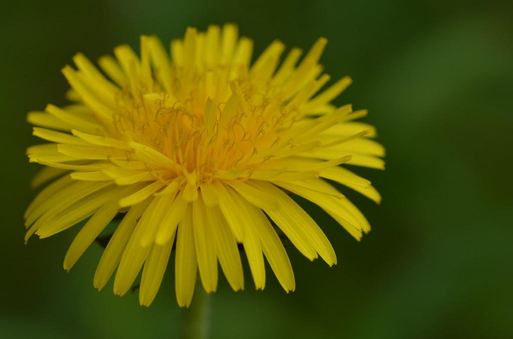 Yellow dandelion