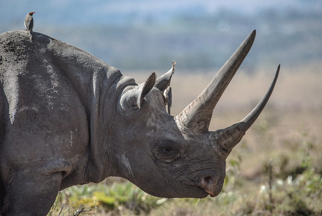 Bird on rhino