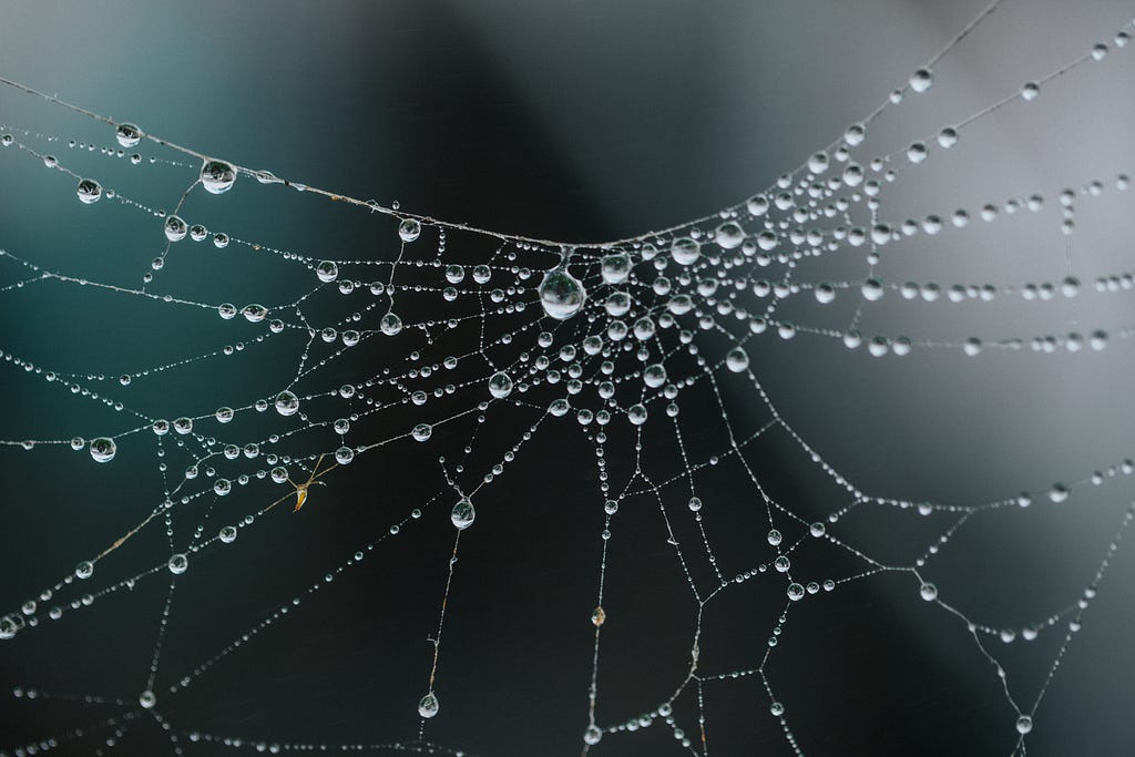 Spider’s web