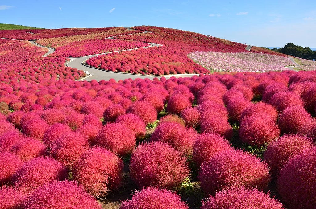 Hitachi Seaside Park