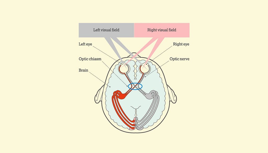 A human head from above with eyes and optic nerves clearly illustrated. It shows each eye divided into a left and right visual field and how that leads into the respective strands of the optic nerve.