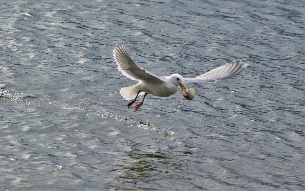 A seagull flies over water with a clam in its beak.