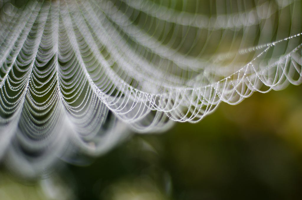 Daytime image, closeup on part of a spiderweb with multiple rows draped in front of a blurred, verdant background.