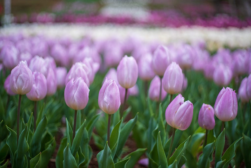 Purple tulips in Okinawa.