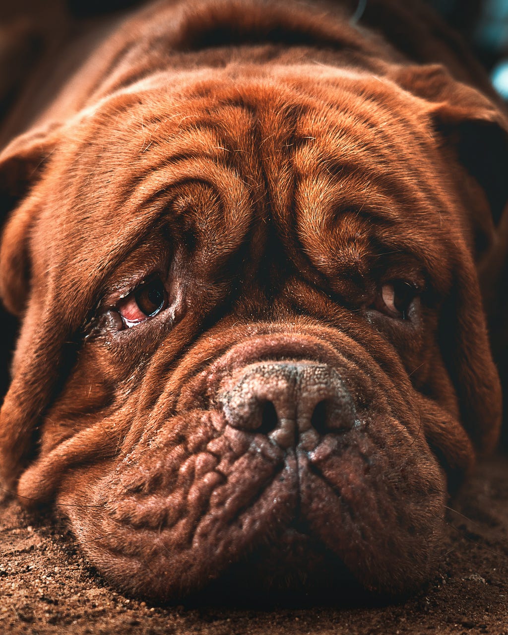 Close-up of a sad dog’s face