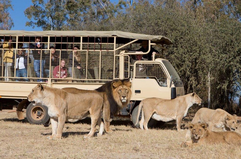 Lion Park, Johannesburg