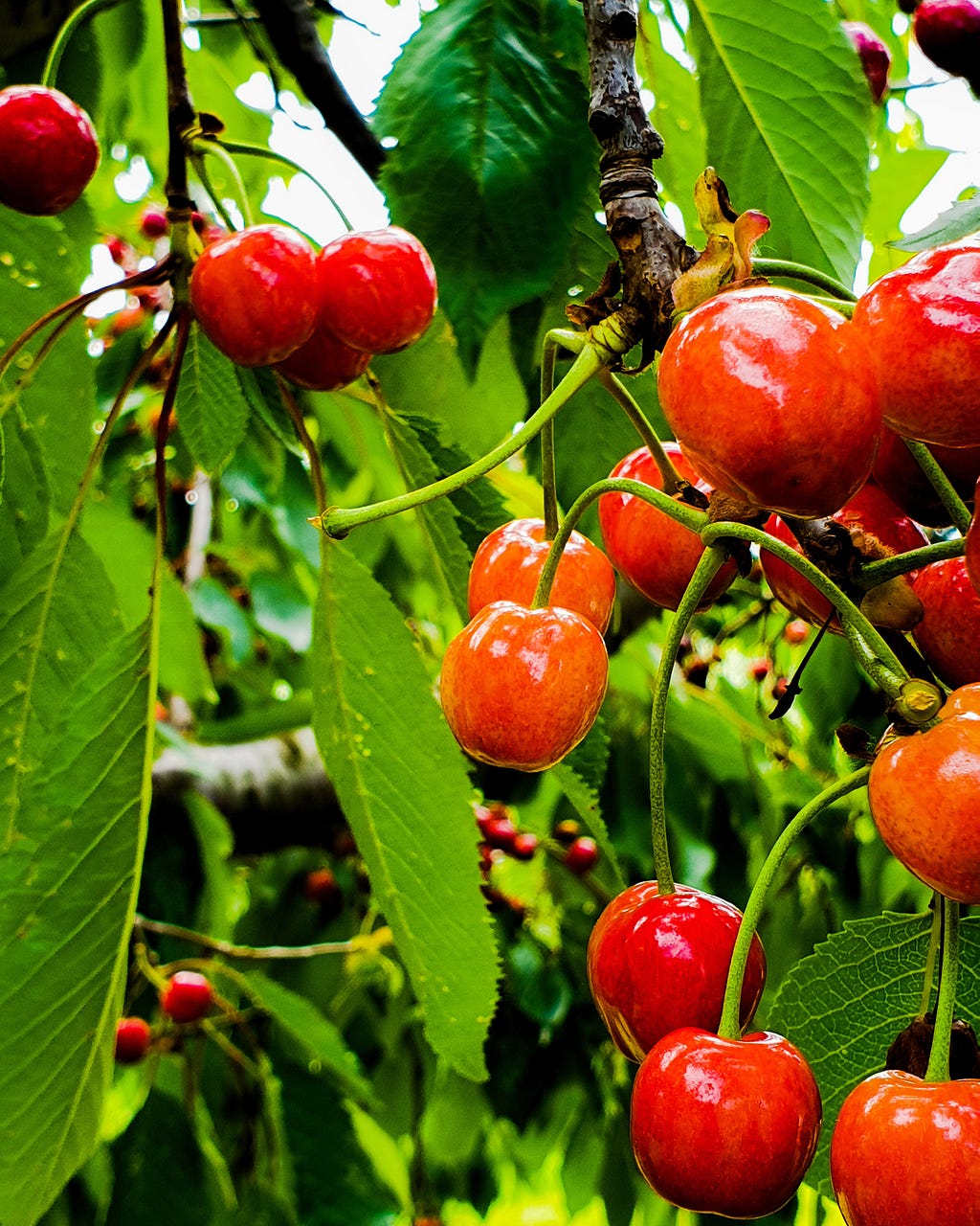 A cherry tree, the fruit of success.