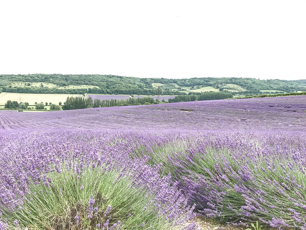 Lavender field Hop Shop kent