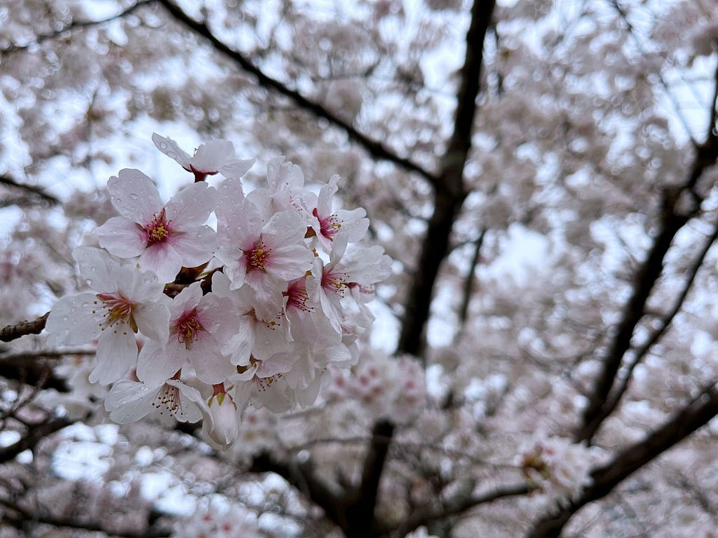 Cherry blossom flowers with dew drops