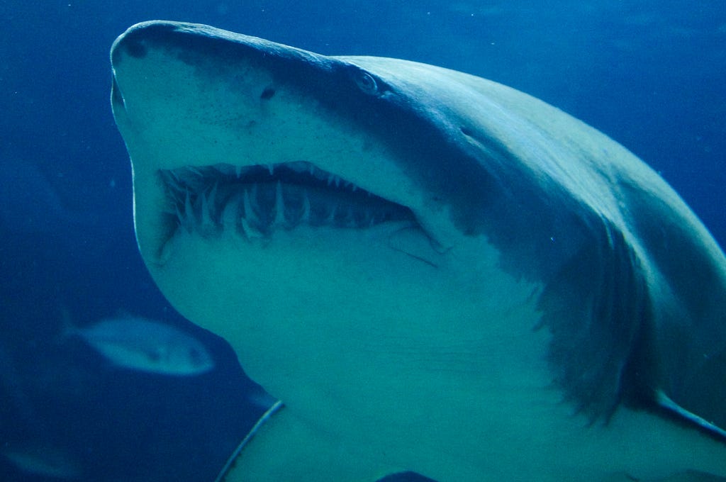 A close-up picture of a great white shark in the ocean. Its teeth are showing. It looks majestic and yet hopeless, as if it were aware of the tragic destiny its species faces. A little fish is visible in the distance.