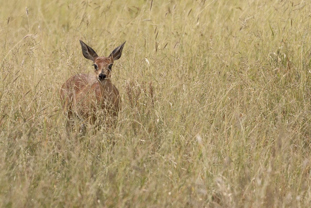 steenbok in grass