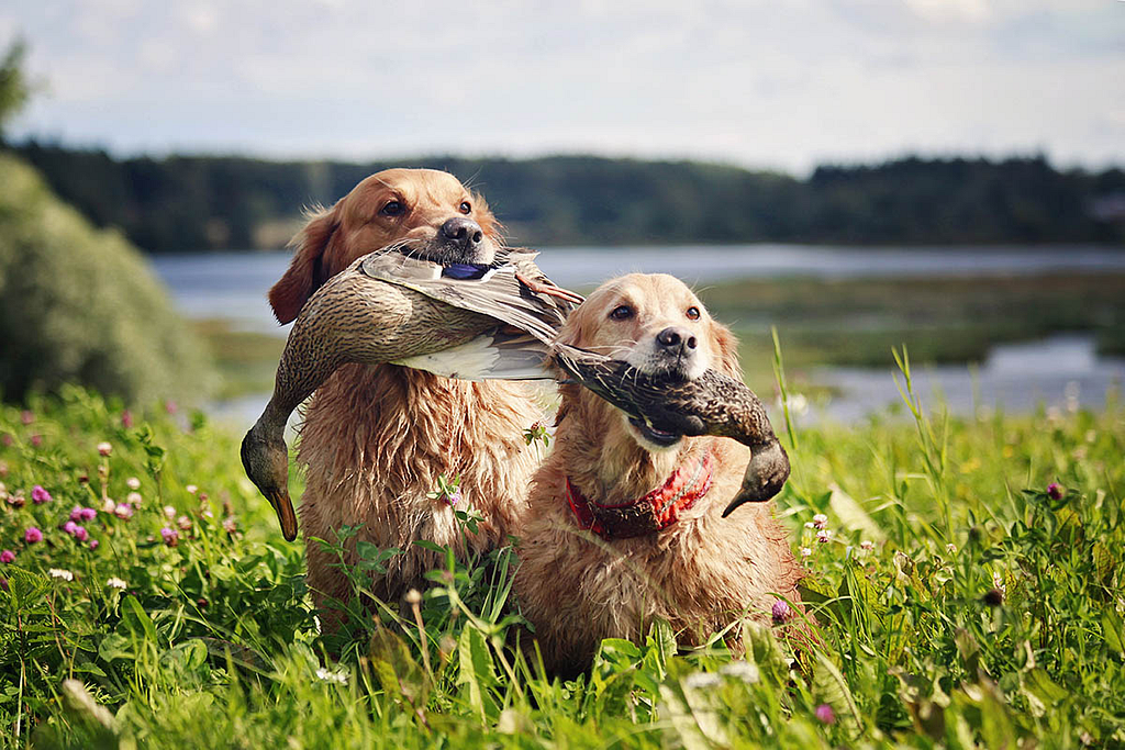 The best use of the retriever, ie retrieval, is best done by using retrievers in hunting or similar tasks that require huntin