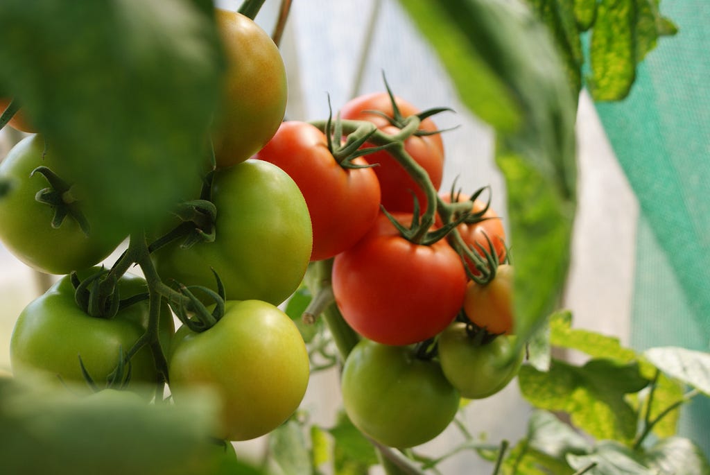 tomato cultivation tips