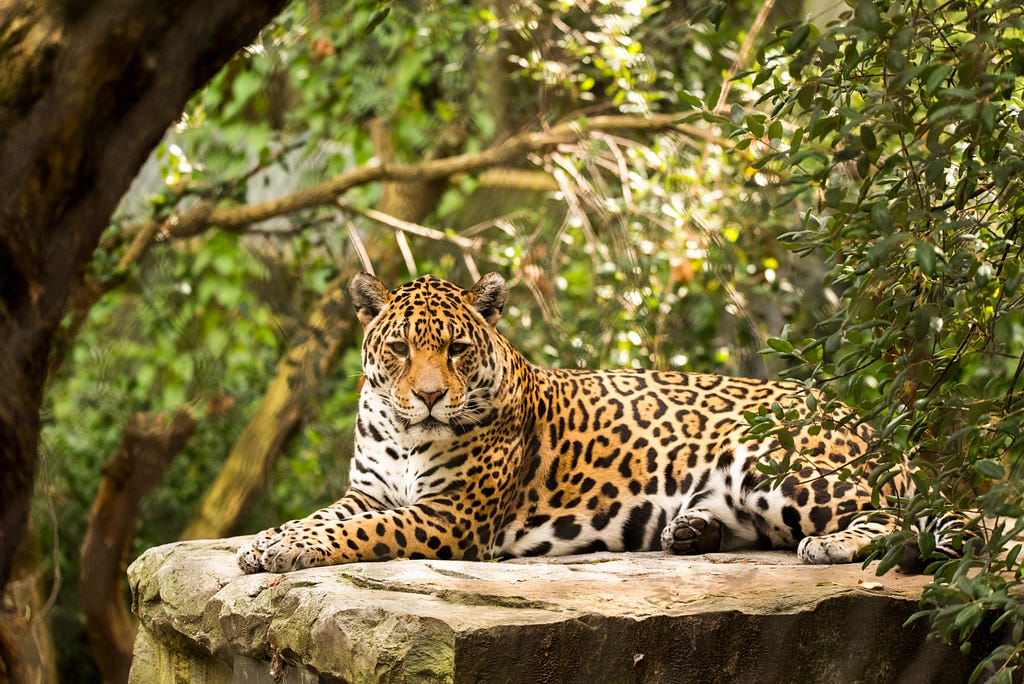 Jaguar in conservation