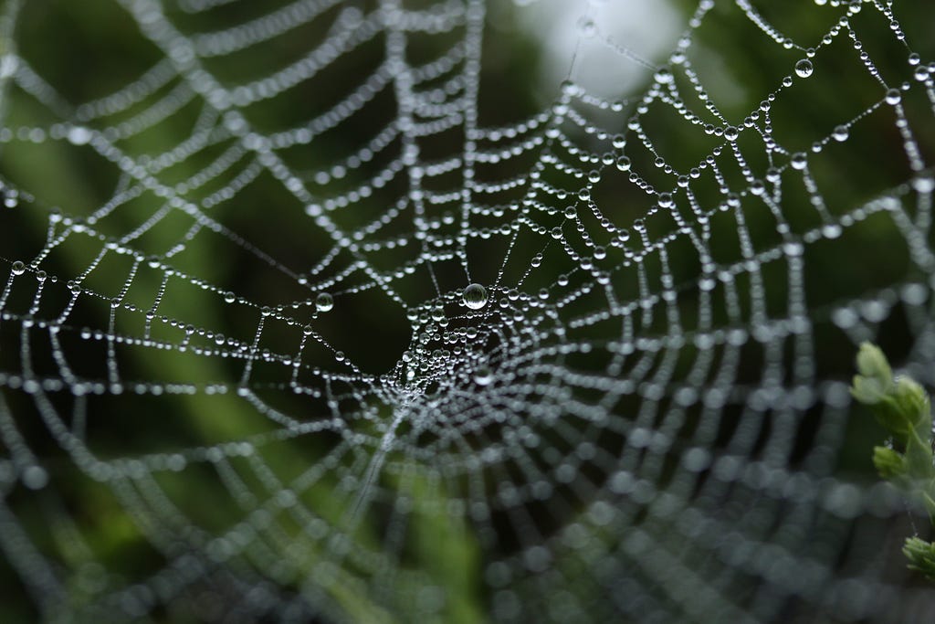 Spiderweb with dew drops on it