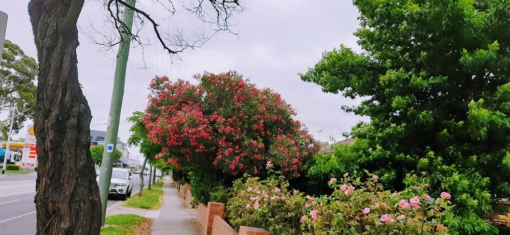 Flowering trees