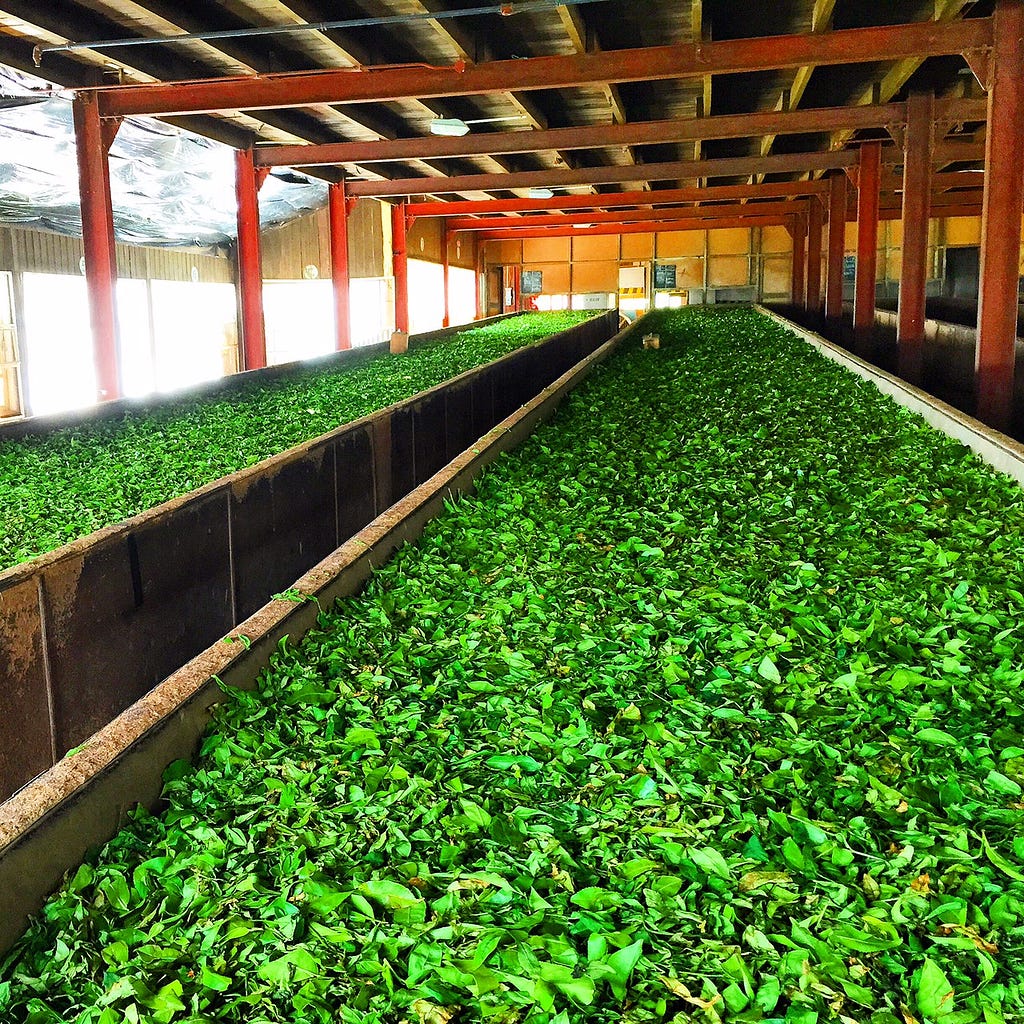 Proper fermentation is essential for the best possible quality of the tea
