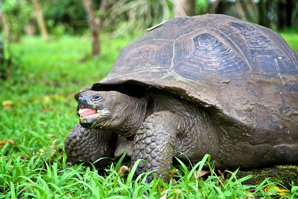 Photos Of The Galápagos Image: A tortoise stands in green grass.