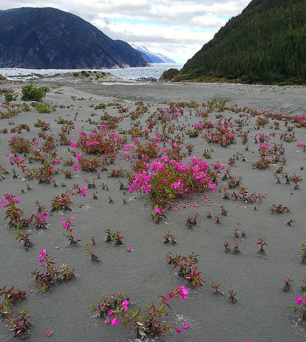 Karen Dillman/USFS