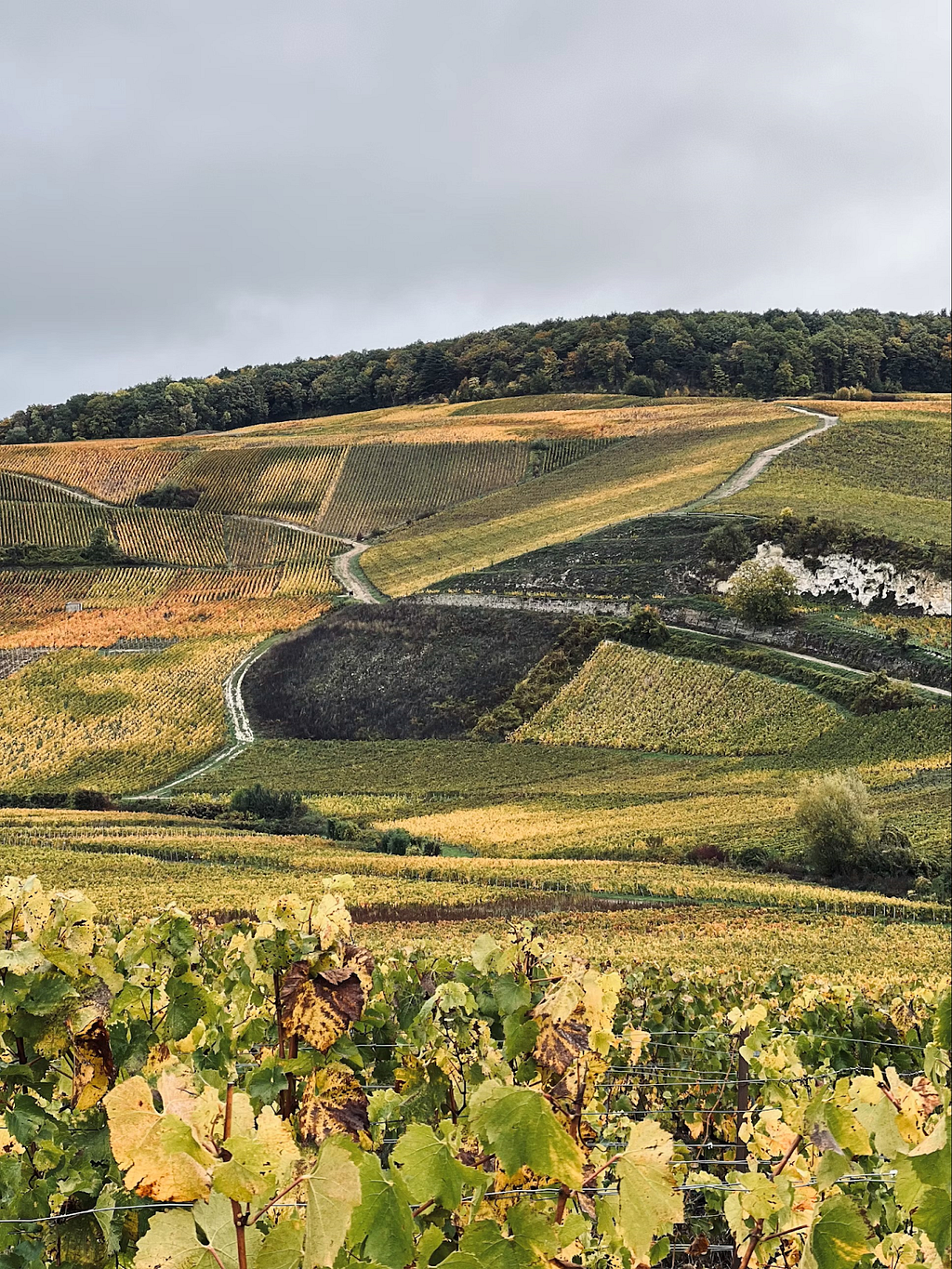 Autumn vineyard scenery in Champagne