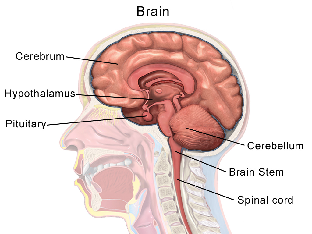Vector image of longitudinal transverse side of brain.