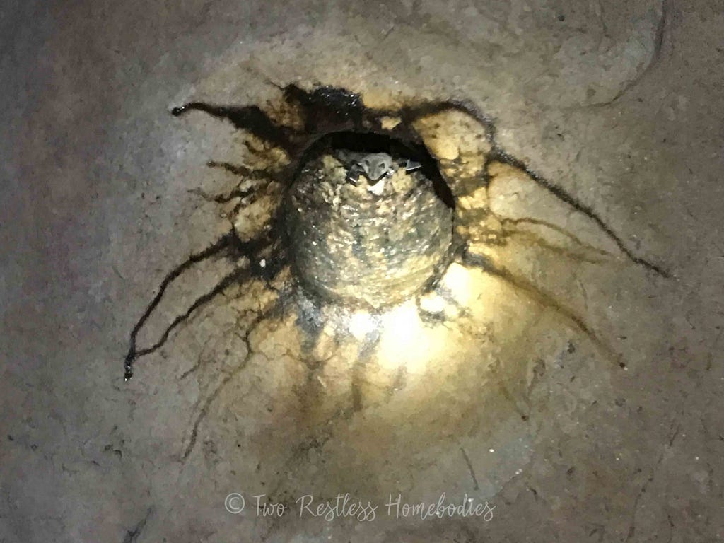 Fruit bat roosting in hole in ceiling, Footprint Cave Belize