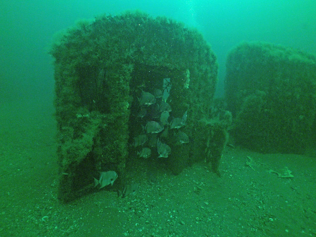 A former New York subway car submerged at the bottom of the ocean, covered in algae, shelters a shoal of fish.