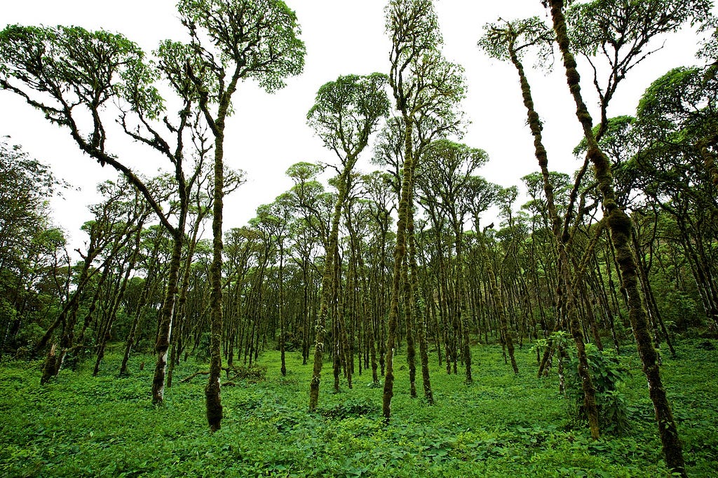 Photos Of The Galápagos Image: A lush green clearing full of grass and young trees.