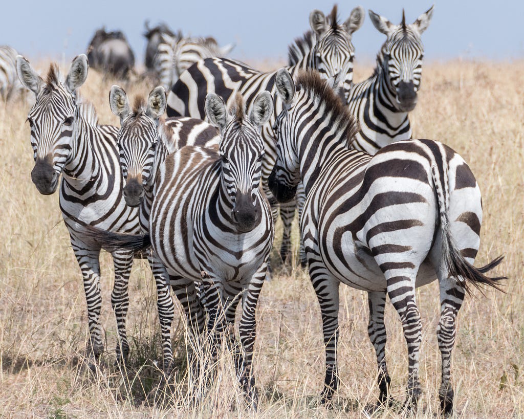 A group of Zebras standing closely together