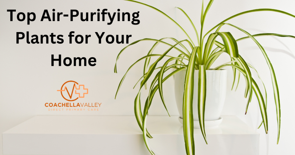 top air-purifying plants for your home