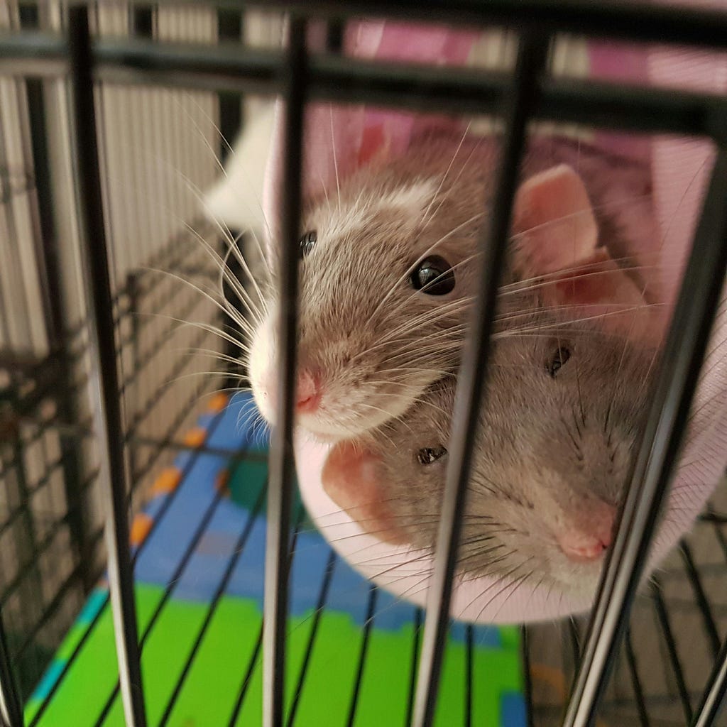 Two rats snuggle in a fabric hammock inside a cage; one eyes the viewer with interest, the other with sleepiness.