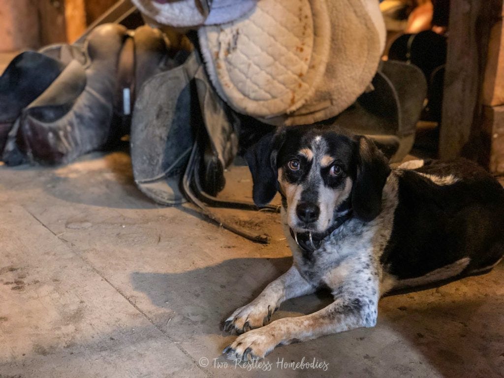 Painted Bar Stables dog Seneca