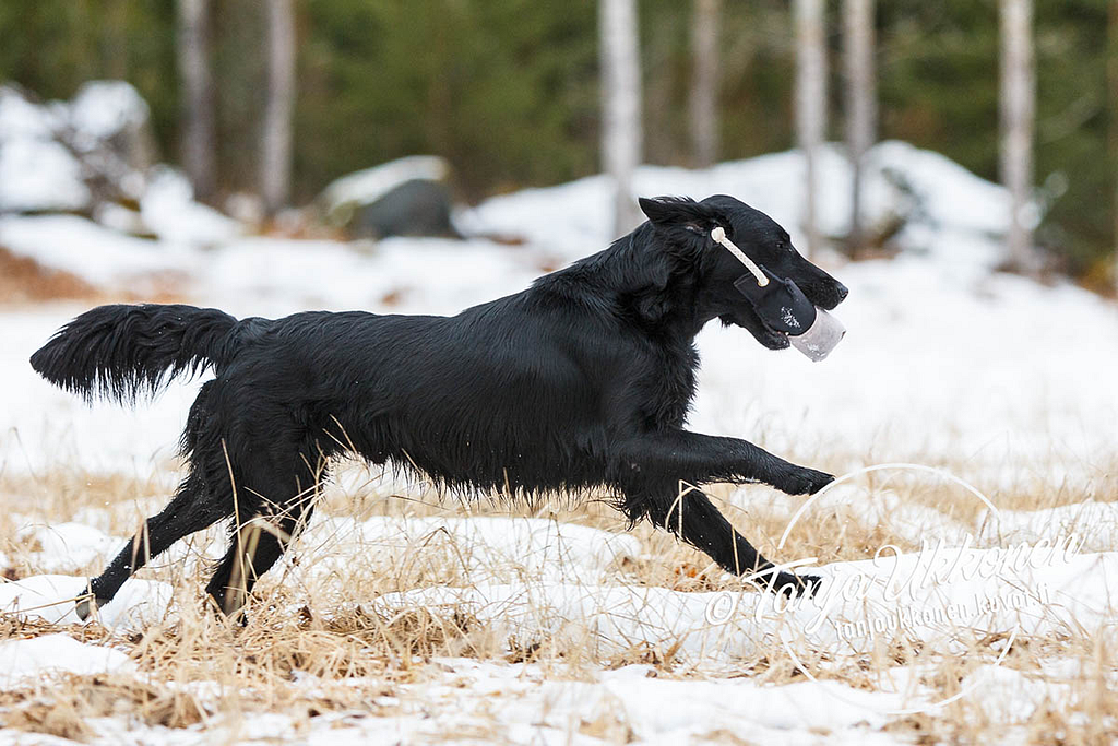 The retriever is weatherproof, capable of working in cold autumn waters, for example, while swimming. In the picture, a smoot