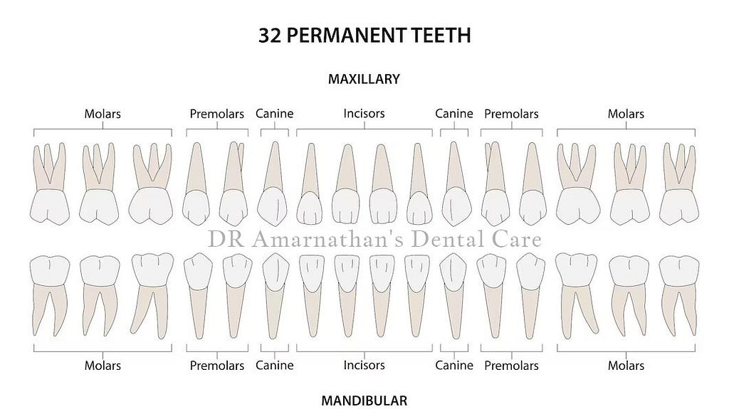 type of teeth