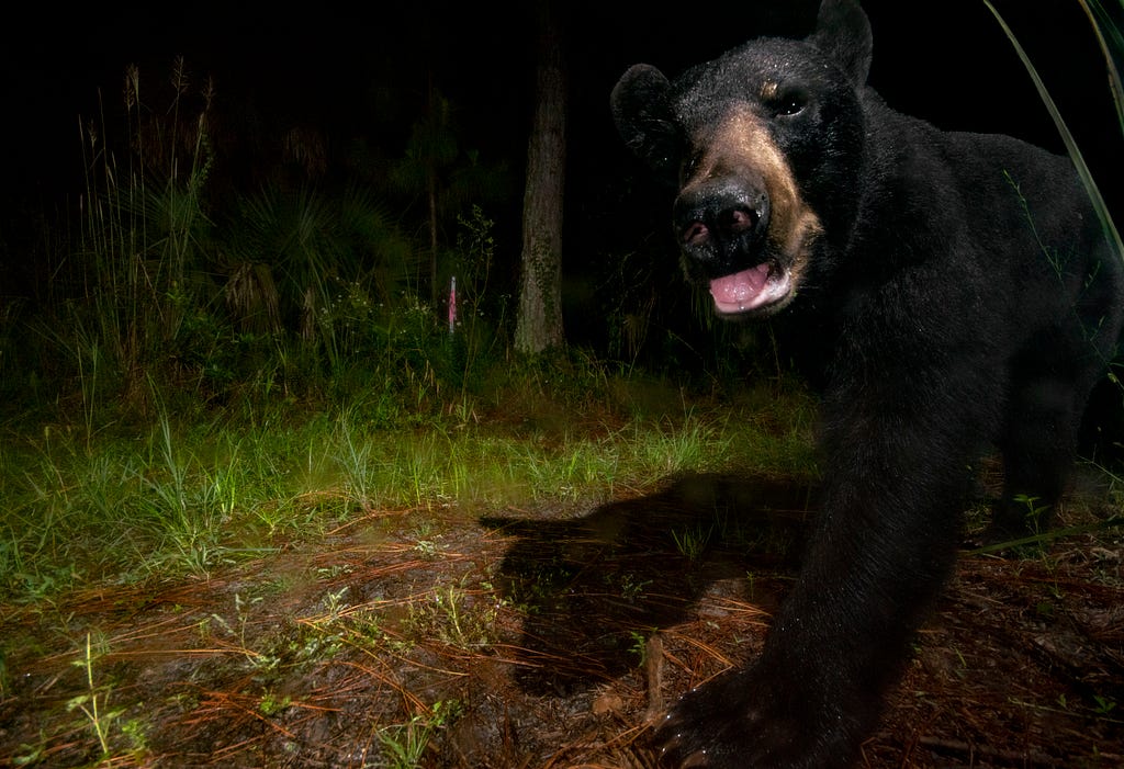 Florida black bear