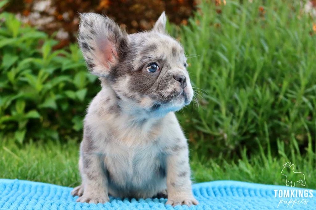 Fluffy Frenchie Puppy - Top Frenchie