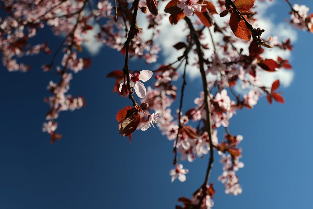 Dainty pink cherry blossoms against a blue sky.